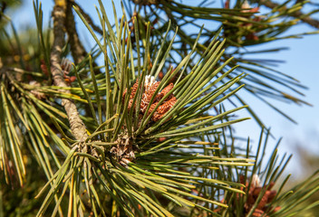 Jeunes pousses de pommes de pin 