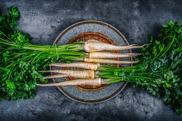 Parsnip. Fresh parsnip. Parsnip with parsley on concrete board. Several fresh parsnip pieces with parsley top. Parsley herbs. Fresh vegetable.