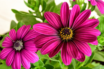 Obraz premium May flowers close-up