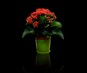 Red flowering pot plant