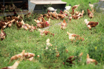 Chickens freely roaming on a farm in New South Wales