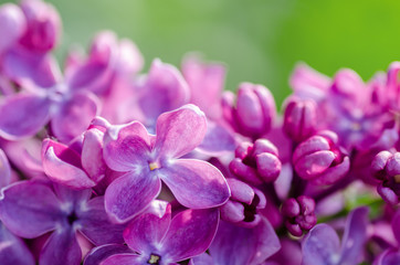 Lilac blossom, close-up
Close-up of a common lilac, shallow dof.

