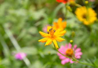 Fototapeta premium The beautiful Marigolds garden and bee. space for text