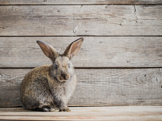 rabbit on wooden background