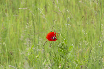 Mohn