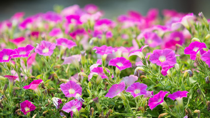 Colorful magenta flower