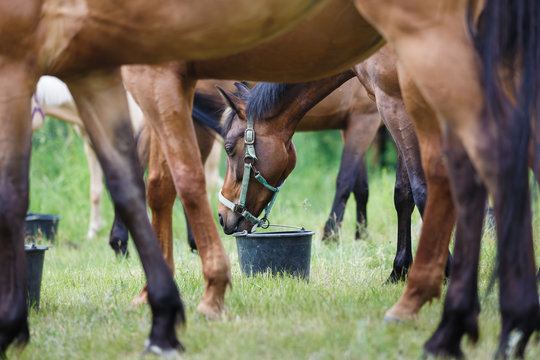 Fototapeta Horse feeding on the meadow