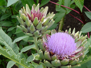 Blütenstand und Blüte der Artischocke, Cynara cardunculus