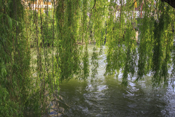 Obraz premium Blättervorhang einer Trauerweide