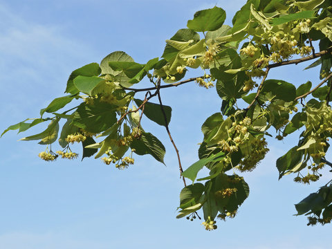 Bluehender Zweig der Sommerlinde