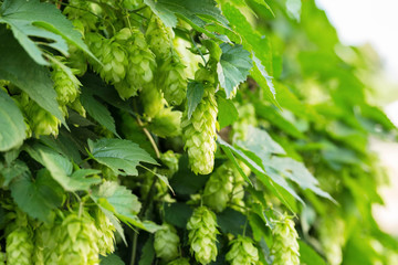 Green hops