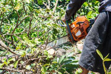 man uses chainsaw cut the tree