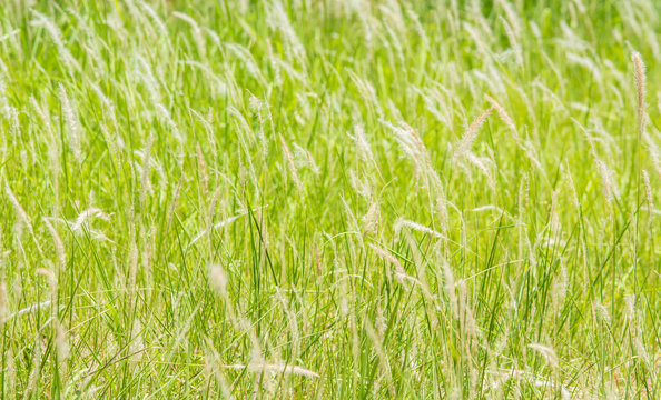 grass flower background