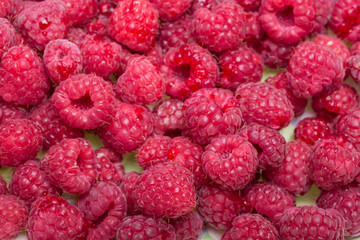 A beautiful selection of freshly picked ripe red raspberries.