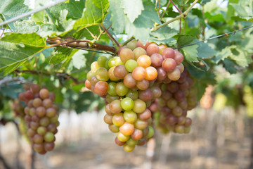 Red grape harvest in Vietnam