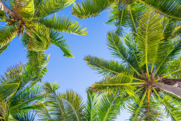 Fototapeta na wymiar Blue sky and palm trees view from below