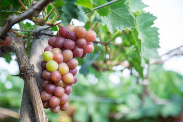 Red grape harvest in Vietnam