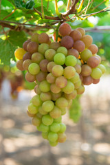 Red grape harvest in Vietnam