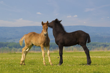 Two cute brown and black foal  on the meadow