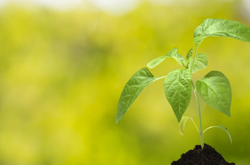 Young plant over blurred green background