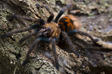 Close-up of a young  greenbottle tarantula (Chromatopelma cyaneo