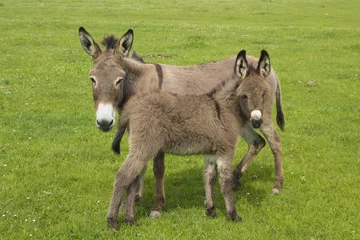 Foto op Plexiglas Ezel Moeder en baby ezel