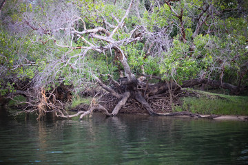 Victoria waterfall and Zambezi river
