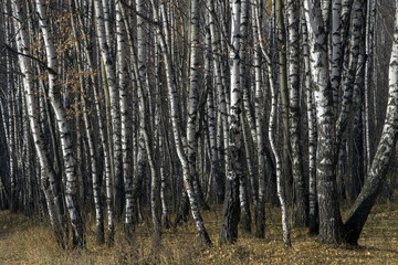 Fototapeta premium Золотая осень, березы.