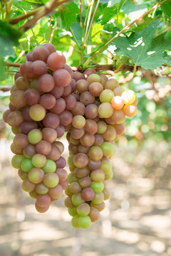 Red grape harvest in Vietnam