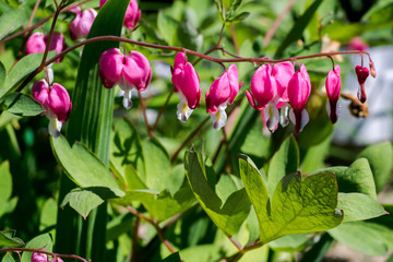 Bleeding Heart Flower