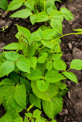 Green clean beans in the garden