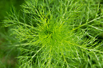 Fresh green dill on a meadow