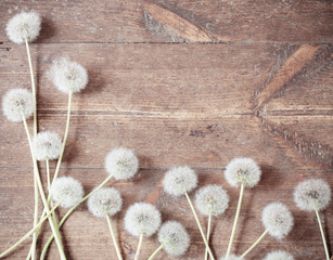 dandelions on a aged wooden background