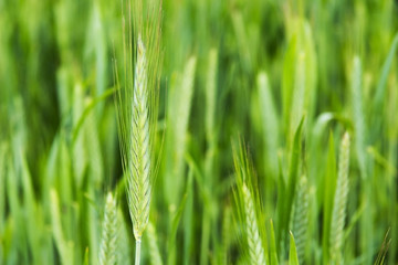 wheat stalks Farm Nature