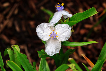 tradescantia pueden