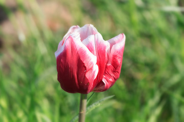 tulipe rouge et blanc