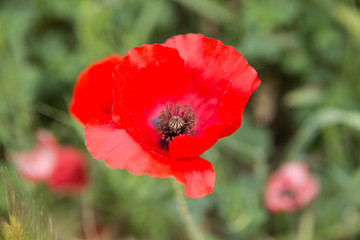 Bright red blooming poppy in a field