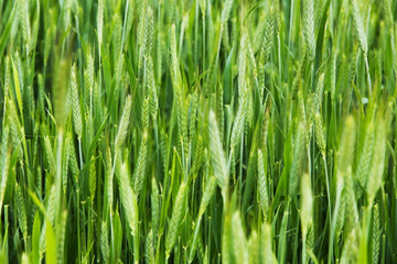 Naklejka premium wheat stalks Farm Nature