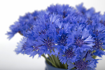 blue cornflowers on a old white wooden background