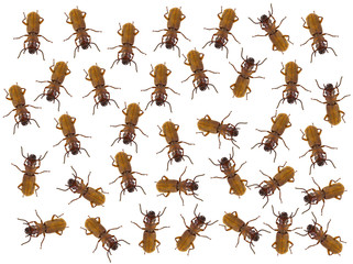 Nature background, small insects on white background