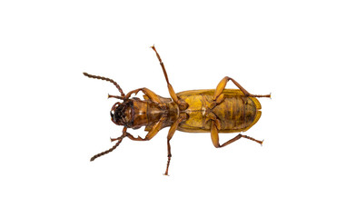 Brown little bug isolated on white background and clipping path