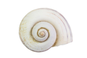 Single shell isolated on white background and clipping path