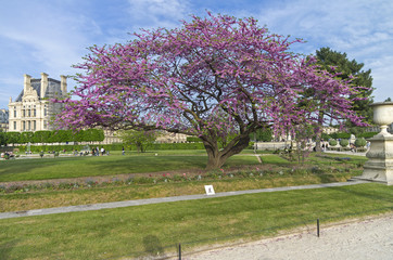  Blossoming Judas tree.