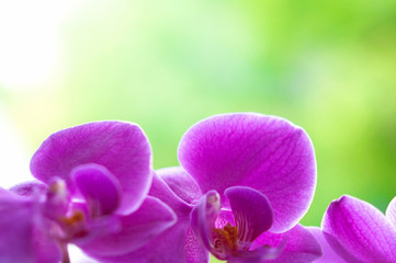 Obraz na płótnie Canvas Delicate purple flowers of orchid on blurred green background