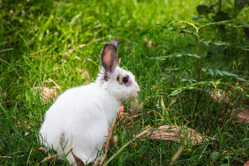 Cottontail bunny rabbit  in the garden