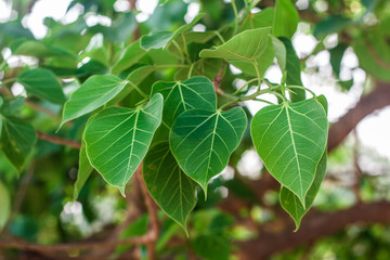 Pho tree leaf background