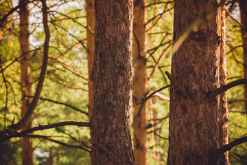 Pine Trees Macro Filtered