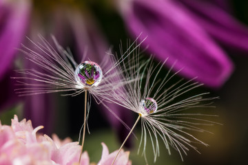 Dandelion fluff, chrysanthemum, close-up, macro.