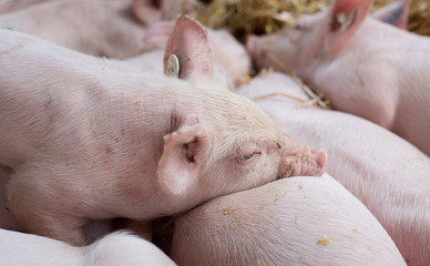 Piglets sleeping on straw
