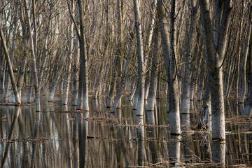 Obraz premium Tree trunks in water with side light, on springtime.